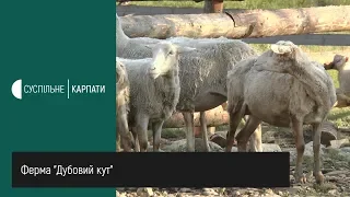 На Долинщині відродили вівчарство