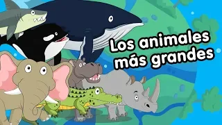 Los 10 animales mas grandes del mundo