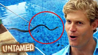 3-Meter-Long Python Trapped In Swimming In Pool 😧 Bondi Vet | Untamed