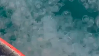 Медузы атаковали пляжи Анапы после сильного шторма