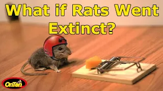 WHAT HAPPENS IF ALL THE RATS ON EARTH DIE?