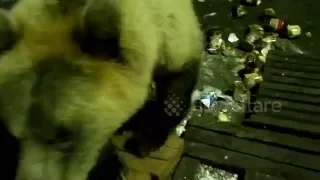 Храбрый иркутчанин кормит медведя с рук