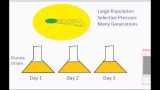 Long Term Evolution Experiment - A Creationist Response