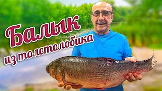 БАЛЫК из ТОЛСТОЛОБИКА. СОЛЕНАЯ ВЯЛЕНАЯ рыба.Как разделать крупную рыбу.