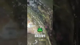 IS THIS FISH REAL!?