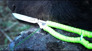 2019 Idaho Spring Bear - Teaser