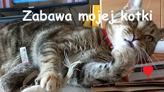 Moja kotka bawiąca się swoimi zabawkami 😻