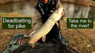 Deadbaiting for river pike