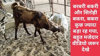 Powerful sirohi bridder with Barbari goat, goat matting video, crossing video.