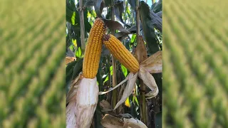 Corn Stress During Grain Fill: Protecting Your Yield Potential