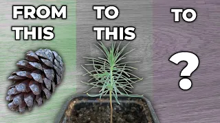 Growing A Pine Tree In A Pot - Part 1