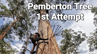 Dave Evans Bicentennial Tree Pemberton Western Australia