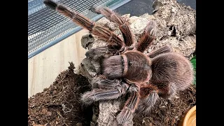 Grammostola rosea red, Chilean rose rehouse and care