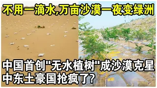 中國首創“無水植樹”，不用一滴水，20000畝沙漠一夜變綠洲！技術一公開，中東土豪國搶瘋了？