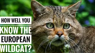 European Wildcat || Description, Characteristics and Facts!