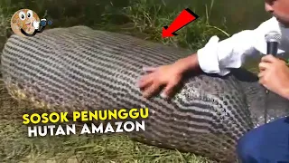 Dikira Batang Pohon Tumbang, Tak Disangka Ternyata Itu Sosok Ular Raksasa Penunggu Hutan Amazon