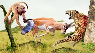 The Mother Impala Giving Birth Was Suddenly Attacked By A Leopard, Using Her Horns To Kill Leopard