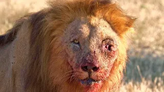 Top 10 Moments Lions are Killed by Their Prey 2