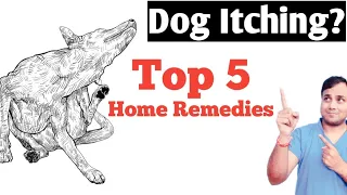 Dog Itching/Allergies : Top 5 Home Remedies