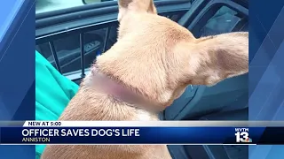 Anniston officers save dog found with a chain embedded in its neck