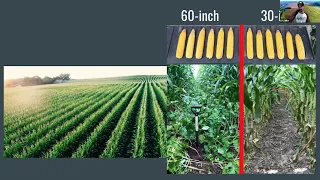 Interseeding 60-Inch Corn for Improved ROI - Farminar