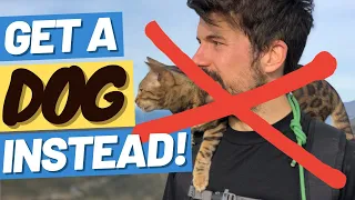 Should You Walk Your Cat on a Leash?