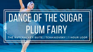 Dance of the Sugar Plum Fairy | Tchaikovsky Nutcracker | 1 Hour Version