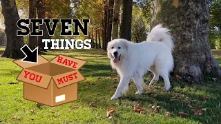 7 Things you should buy for your Great Pyrenees