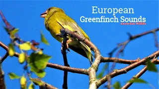 European greenfinch singing, greenfinch call, (Chloris chloris)