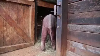 Rescue of orphaned baby elephant Ajabu | Sheldrick Trust