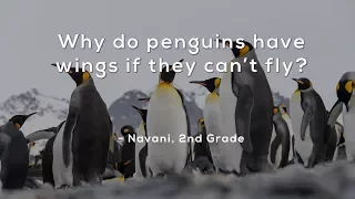 Why do penguins have wings if they can't fly?