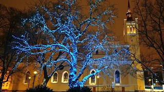 Estonia Tallinn Old Town Lit Up Trees of Freedon Square at Night [4K]