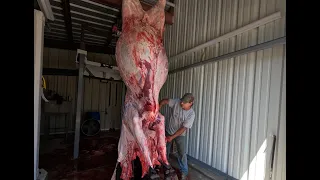 Butchering MASSIVE Bull on the Farm!