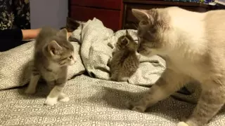 5 week old kitten vs daddy cat