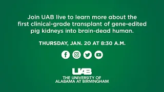 UAB announces first clinical-grade transplant of gene-edited pig kidneys into brain-dead human