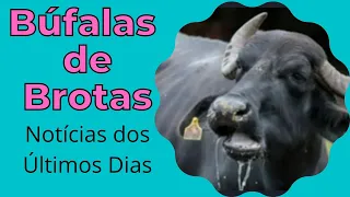 Búfalas de Brotas Notícias dos Últimos dias