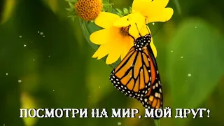 Посмотри на мир, мой друг! Как же здорово вокруг!☀️🌺🌺🌺.