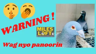 BABALA ! wag nyo pong panoorin !!!Miles Loft NZ/PH-home of 1200 kms daybirds/winners & McArthur line