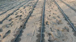 Detailed Installation of Drip Irrigation System for Growing Grape Seedlings