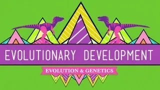 Evolutionary Development: Chicken Teeth - Crash Course Biology #17