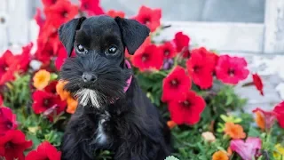 MINIATURE SCHNAUZER Puppies are so CUTE!! Check out Poppy!!