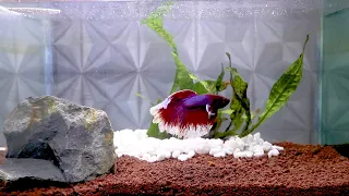 Relaxation Video 1 Hour Betta Fish With Beatiful Color