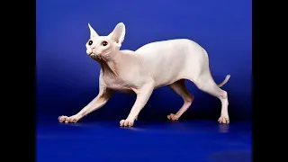canadian sphinx /кошка сфинкс играется и прыгает