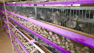How Quail Farm make 15 million eggs every year - Poultry Farm