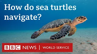 How do sea turtles navigate? - CrowdScience, BBC World Service