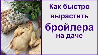 Как быстро вырастить кур бройлеров в домашних условиях на даче