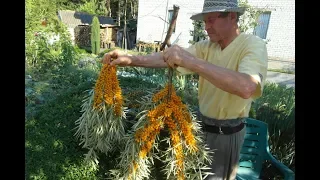 Облепиха сорта Чуйская  в нашем саду.