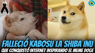 Falleció Kabosu la Shiba Inu que conquistó internet inspirando el meme Doge | toda la información