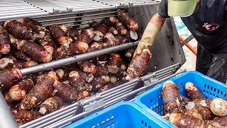 Traditional Taro Cake, Hong Kong Style Radish Cake / 芋粿巧, 港式蘿蔔糕, 芋頭糕製作 - Taiwanese Food