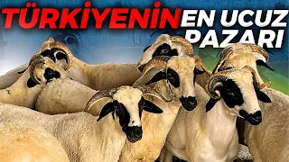 PAZARDA FİYATLAR DÜŞTÜ | KUZU DEĞİL TAVUK PAZARI SANKİ...